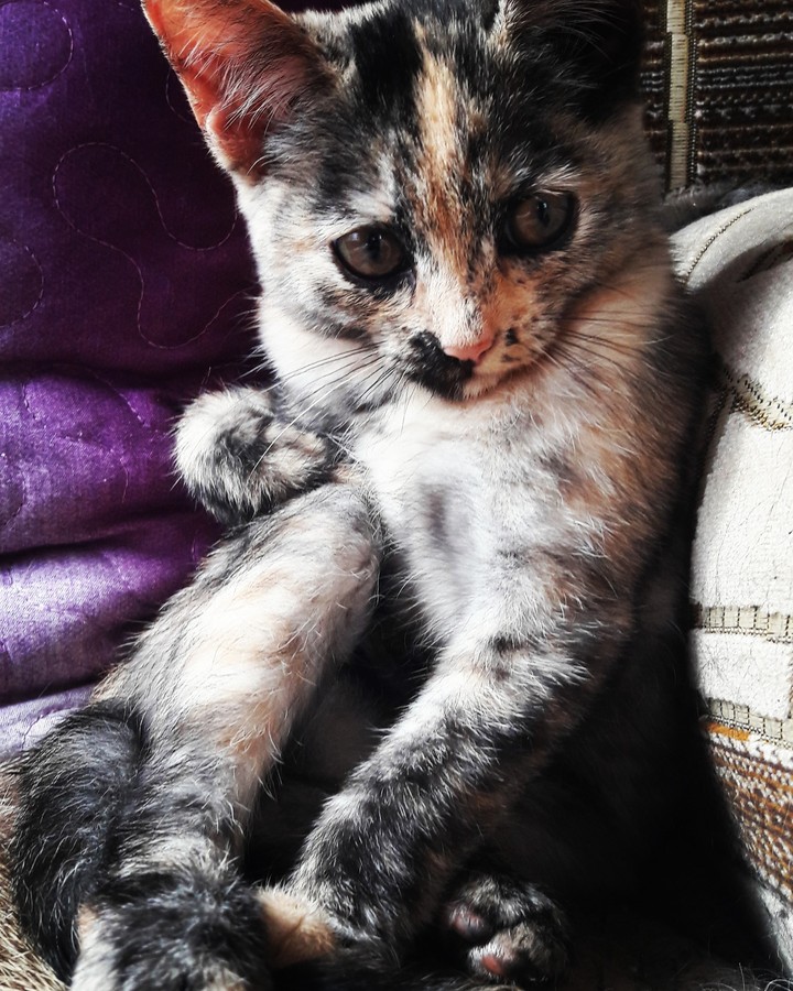 cat