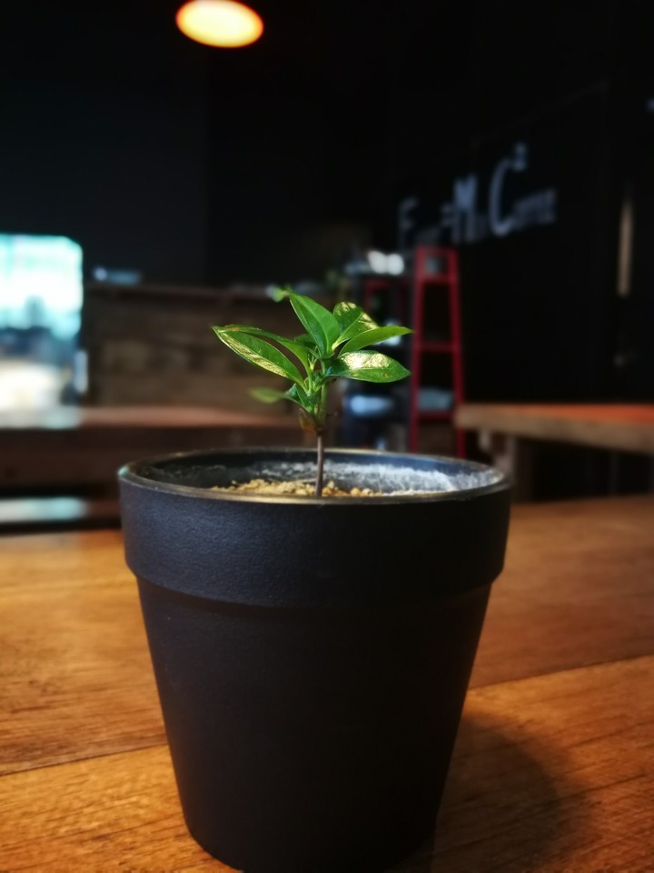 growing