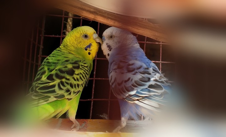 the kiss