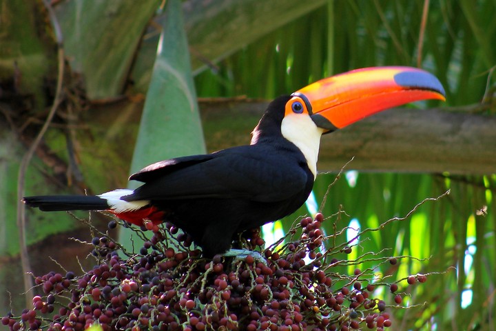 tucano real
