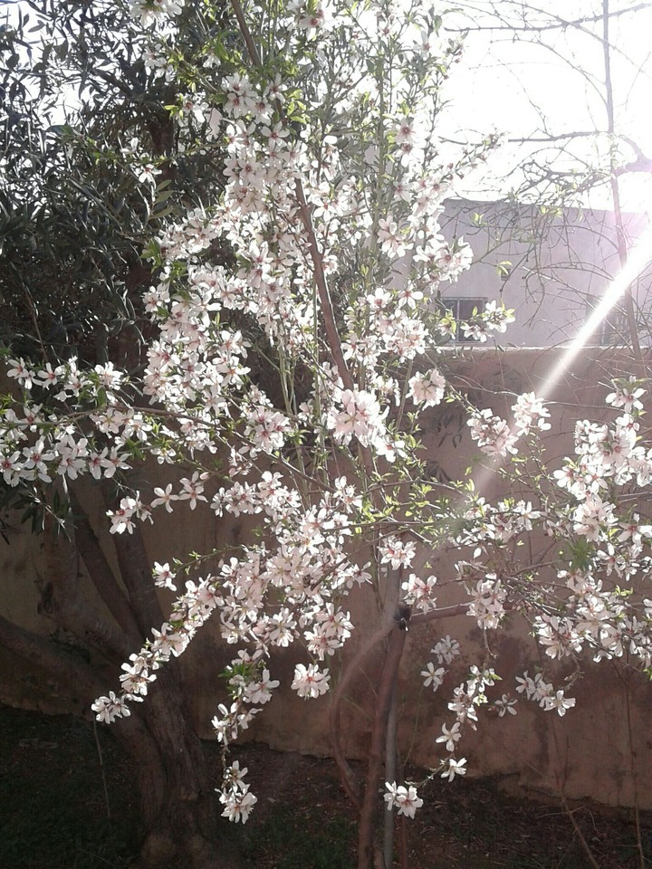 The tree