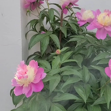 작약꽃