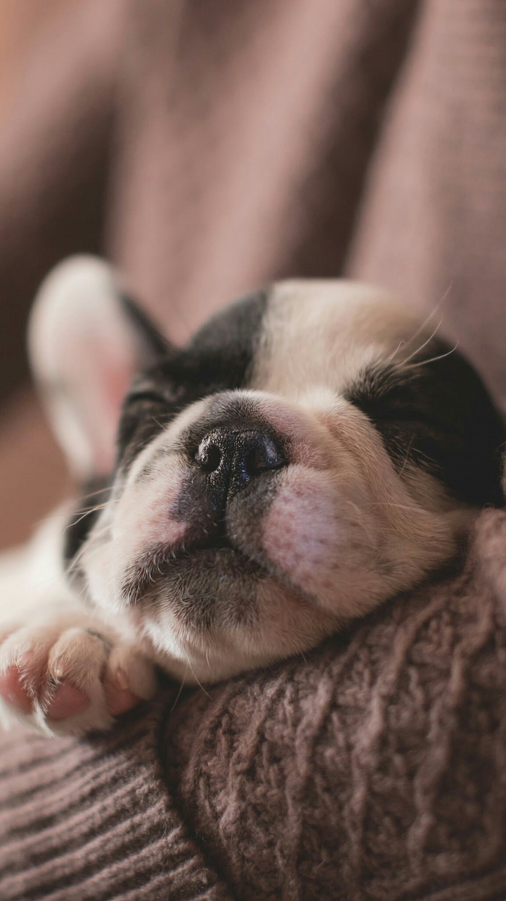 Sleeping Puppy