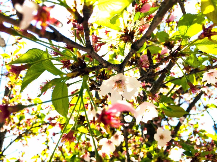 cherryblossom