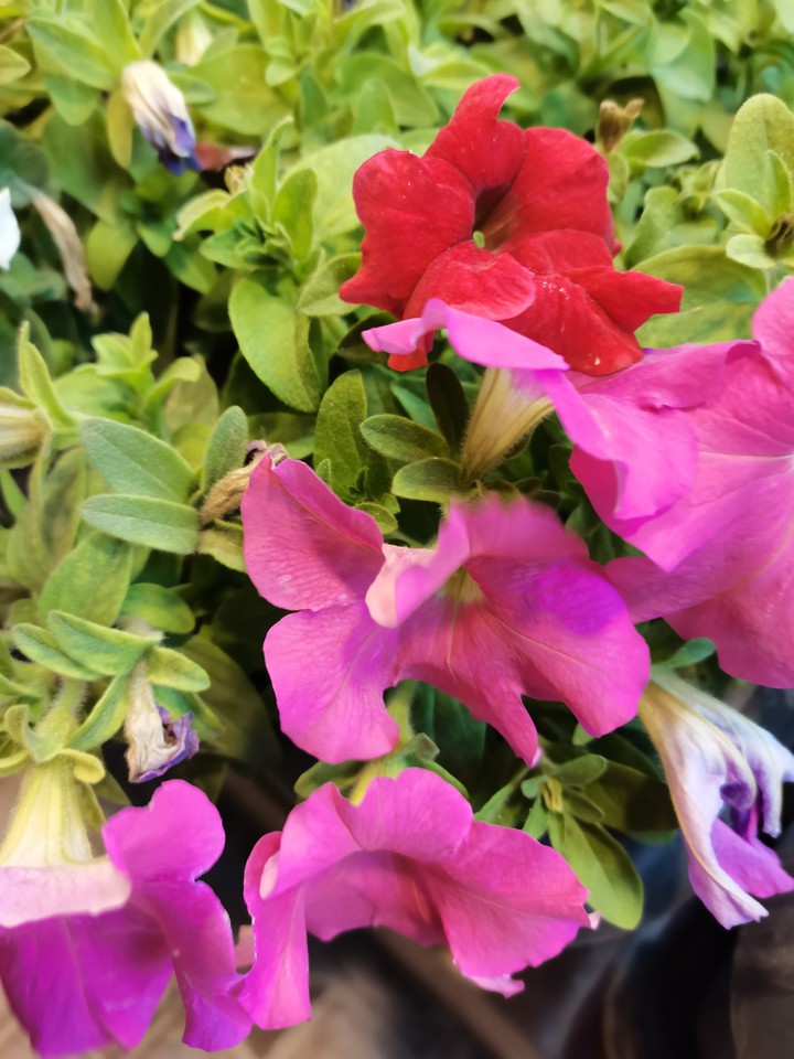 flower