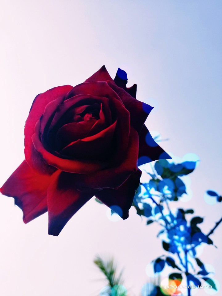Lvly Rose