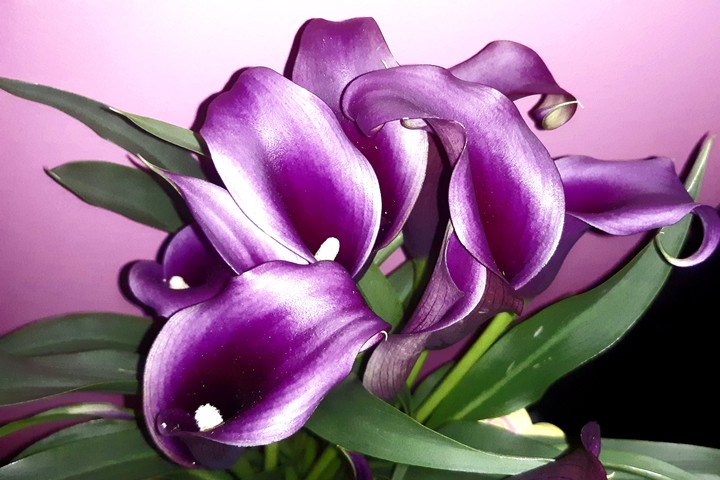 hue of purple...