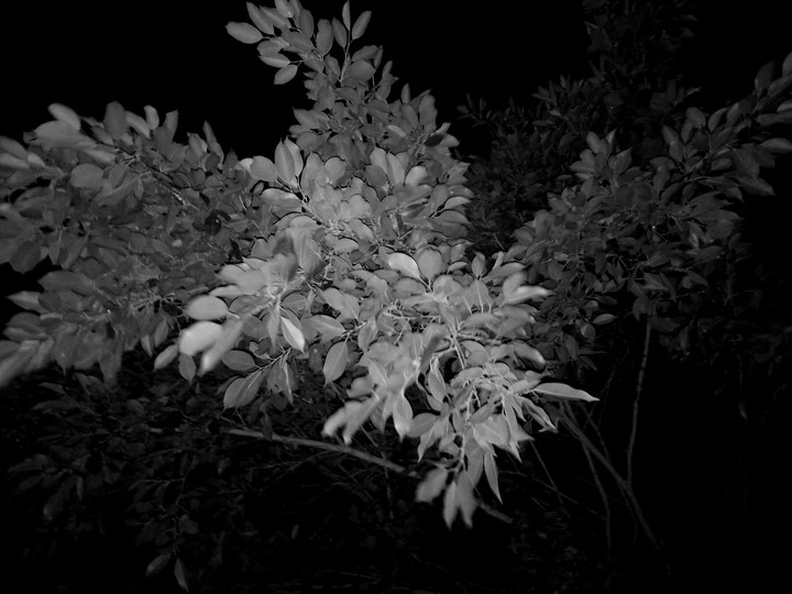 night tree