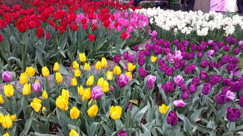 turkey tulips