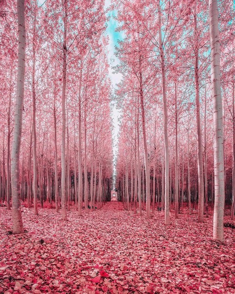 pink