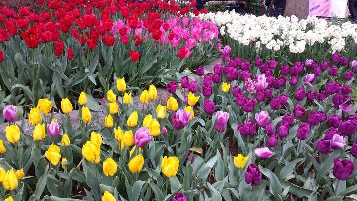 turkey tulips