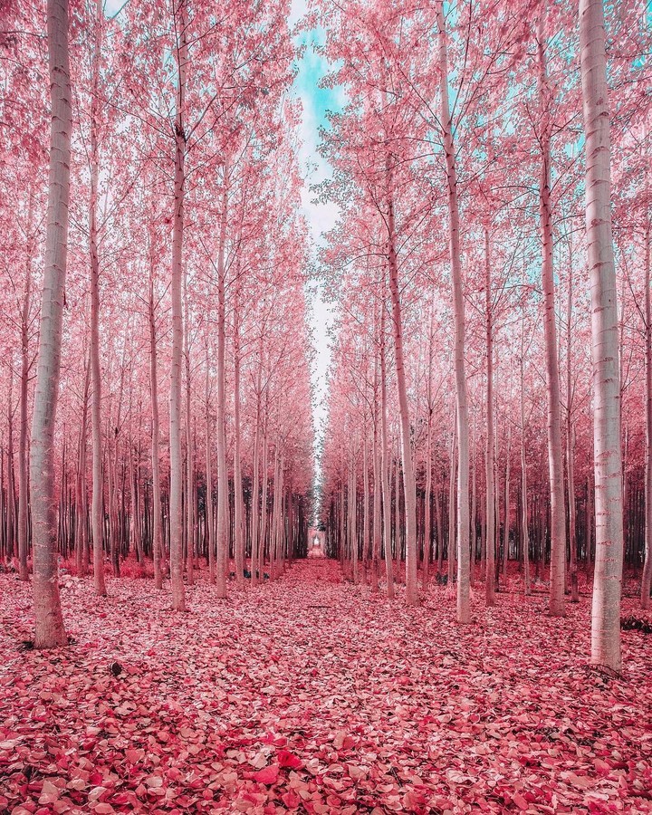 pink