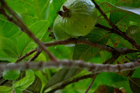 guava