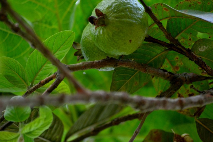 guava