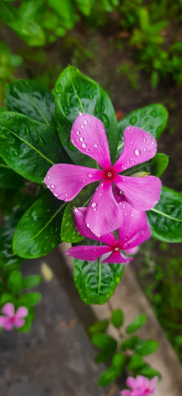 Pink