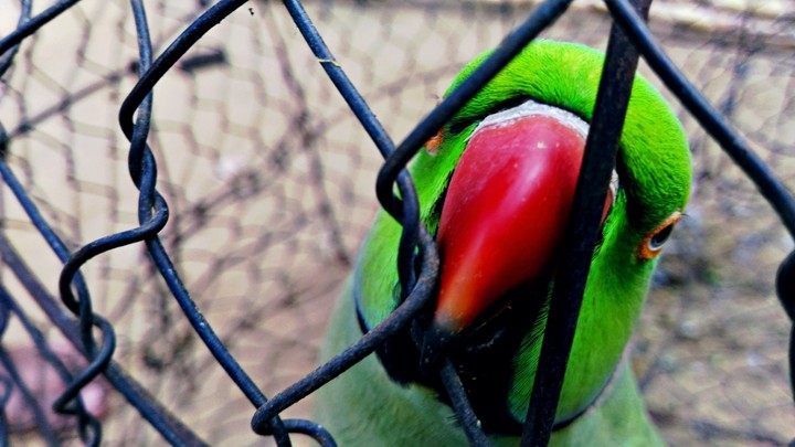 Parrott