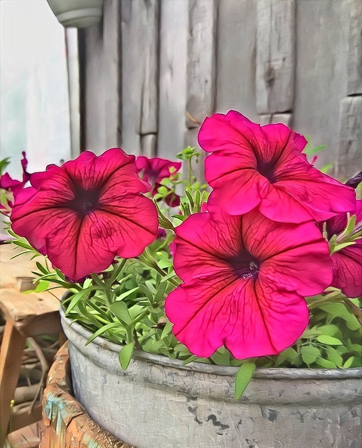Garden flowers