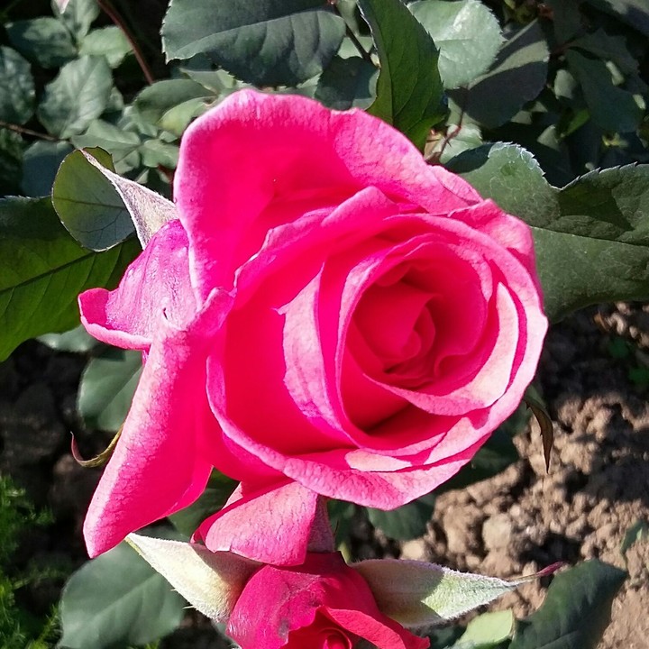 mughal garden