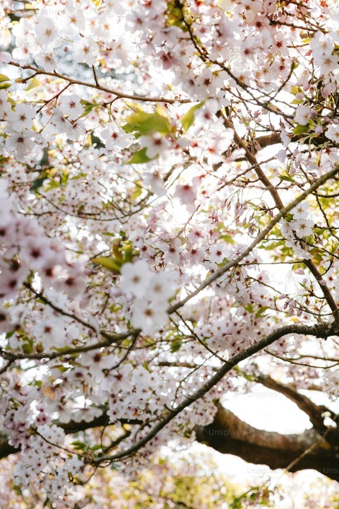 apples, prunus háttérképek