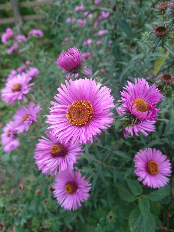 aster