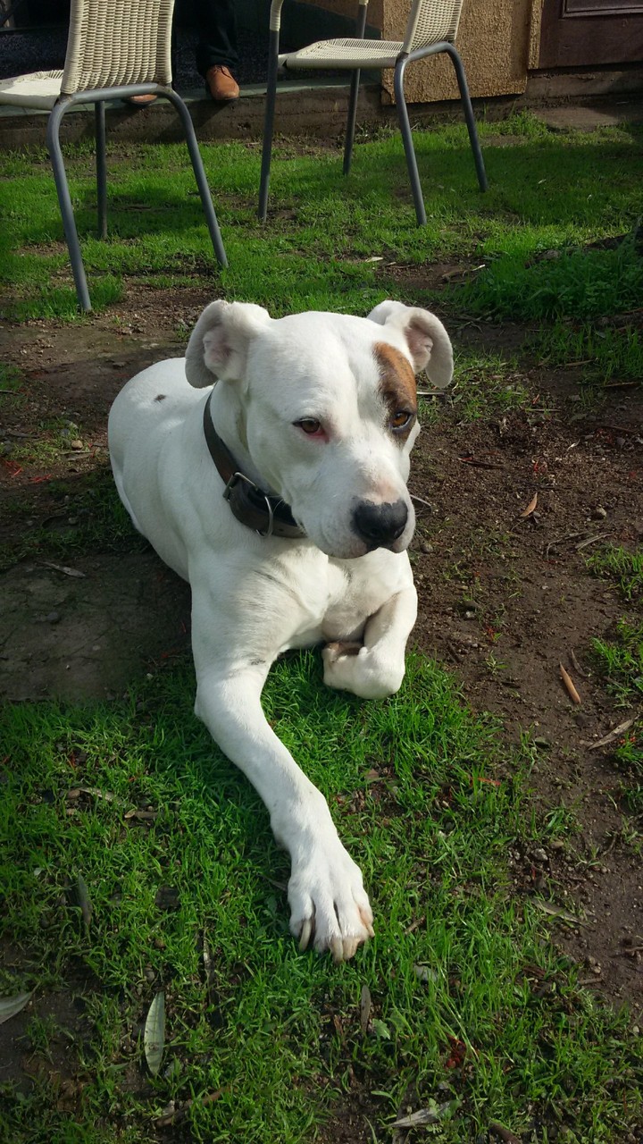 Aquiles Dog