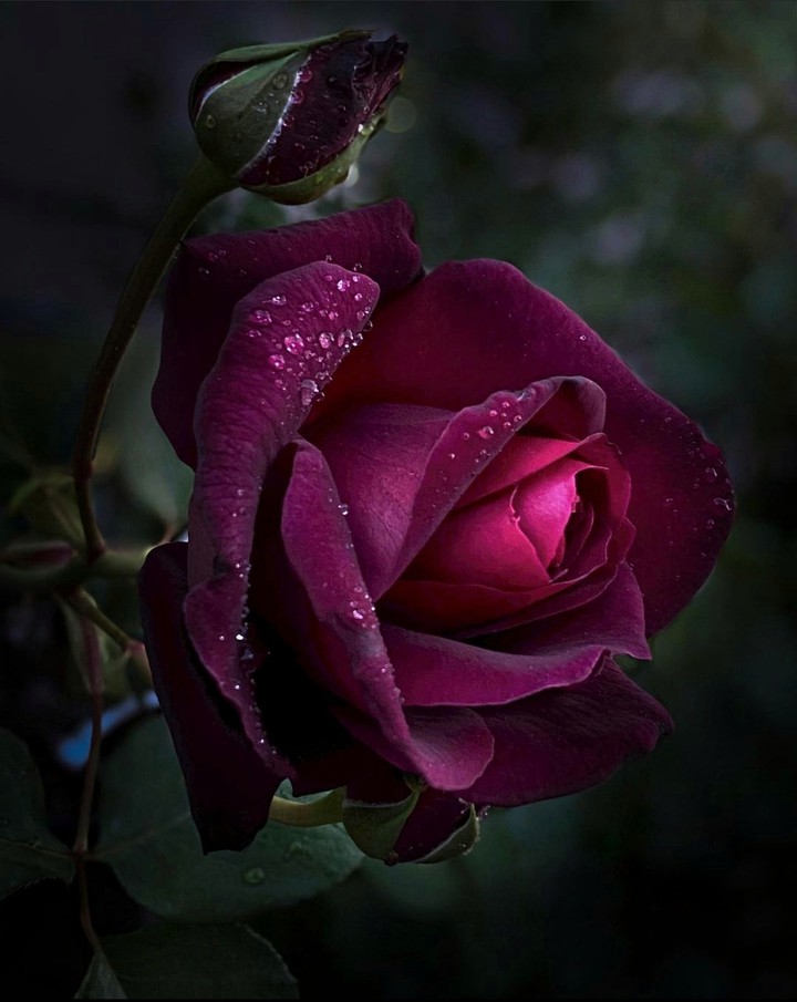 Dark burgundy