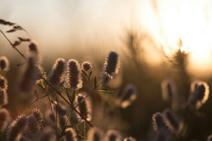 Wild flower