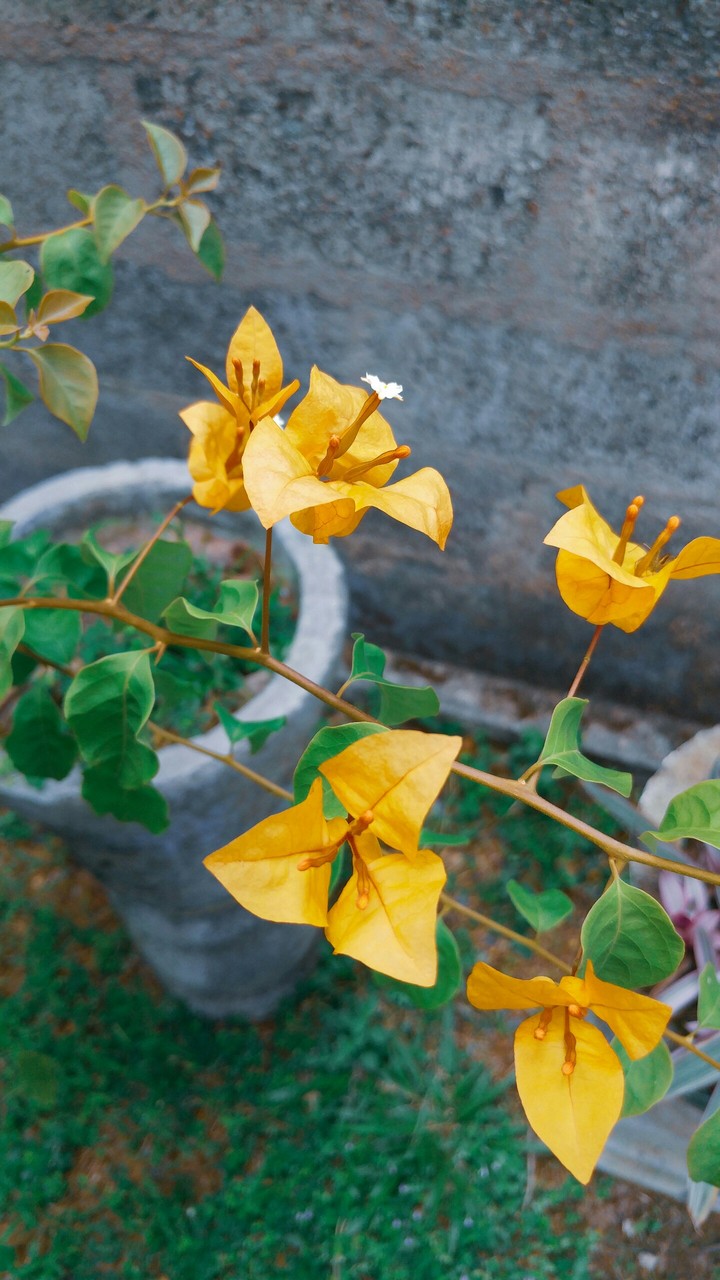Yellow Flowers