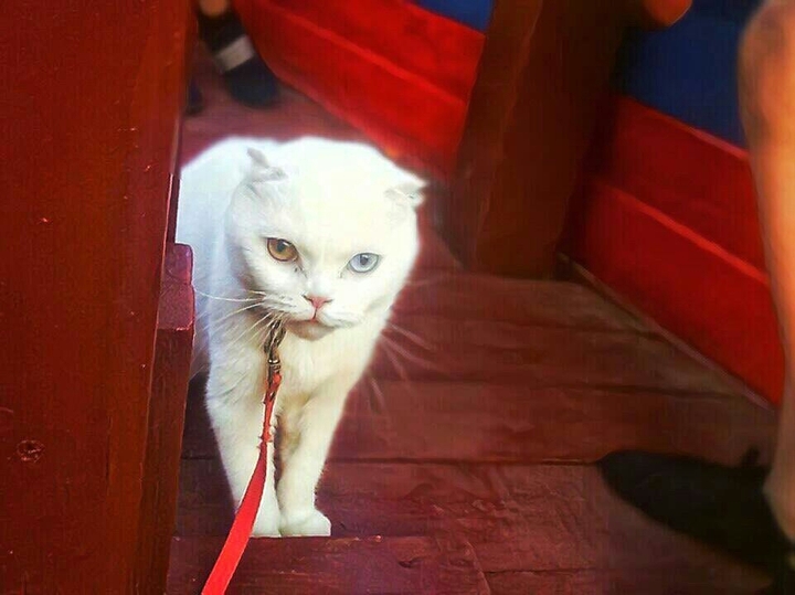Красивая кошечка