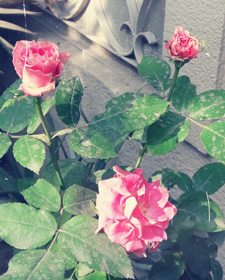 Rosies