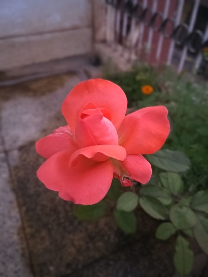Orange Rose....