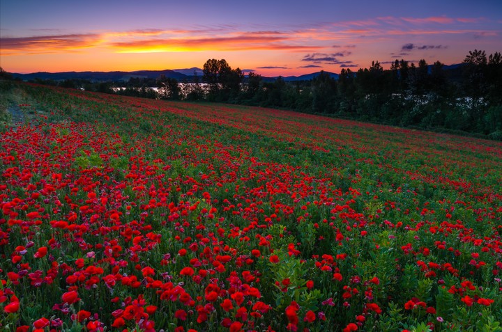 Poppy field