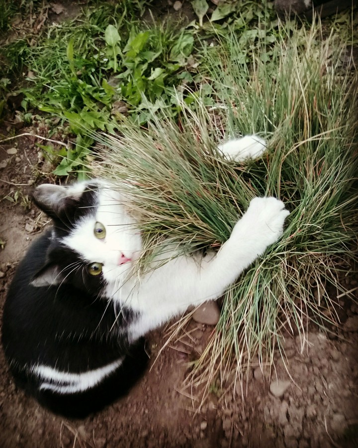 cat