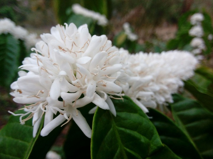 coffee flowers