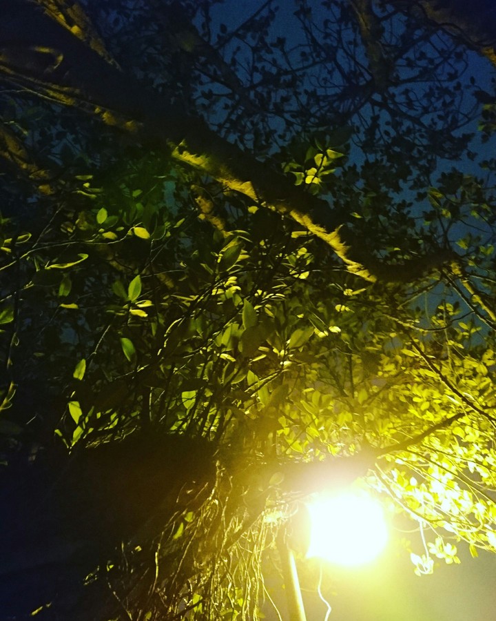 light