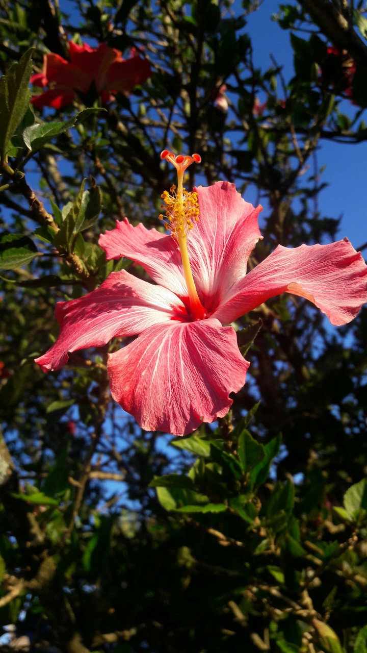 pinky