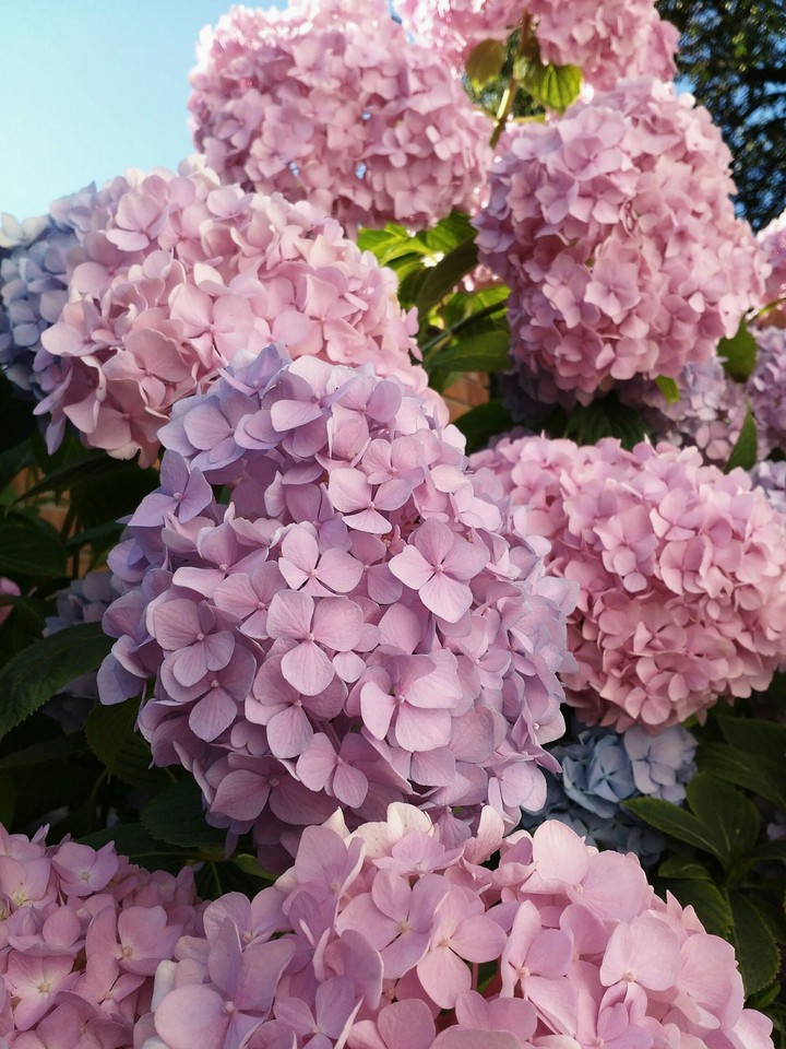 flowers
