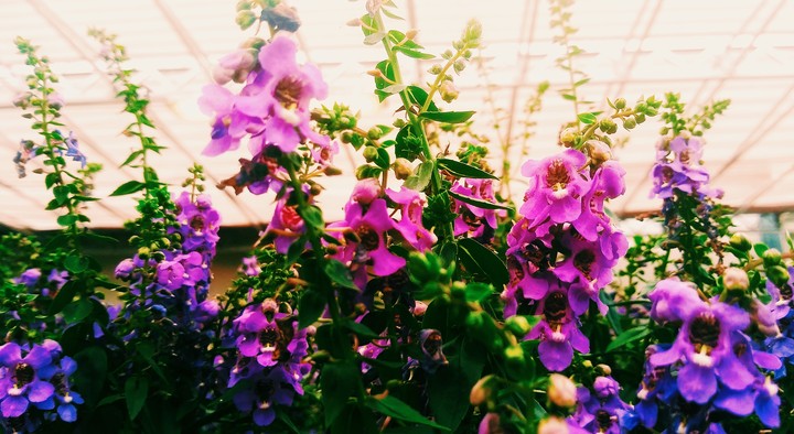 · p u r p l e   f l o w e r   b u d s ·