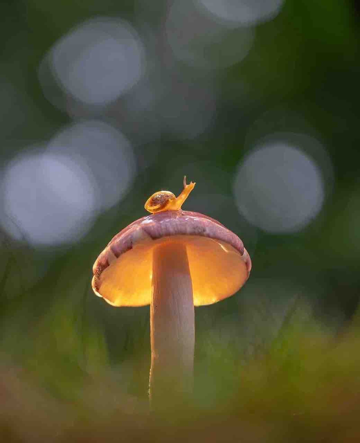 ๑๑ ˙˙ ๑๑