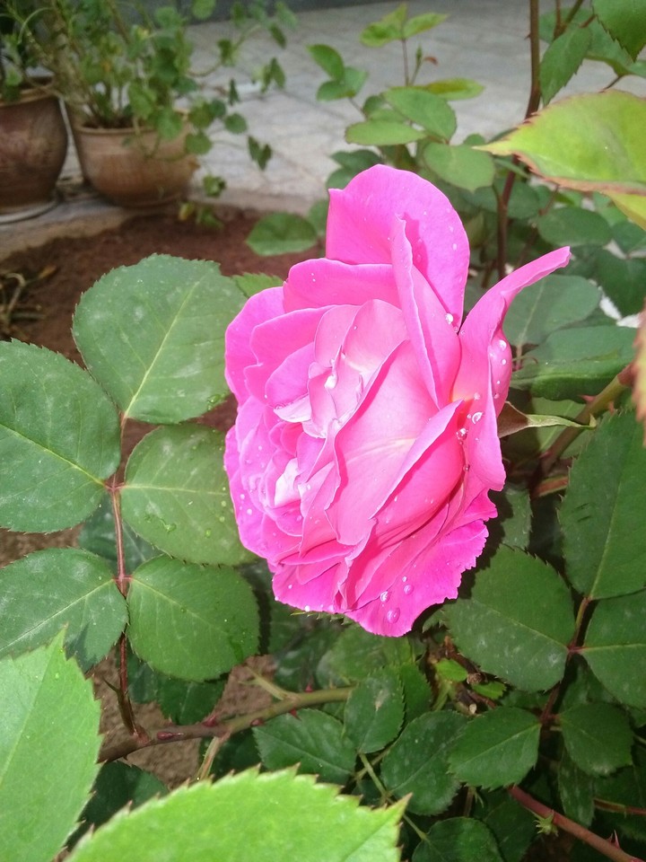 flower