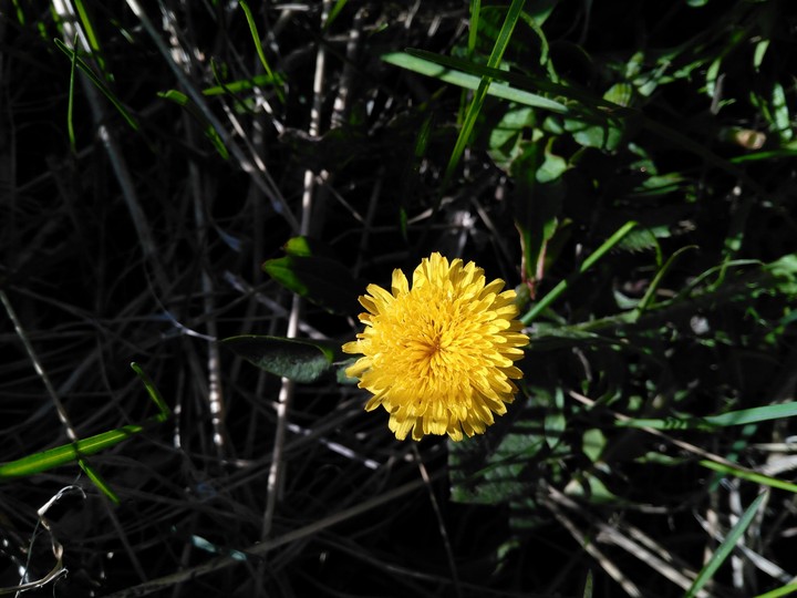 Little Sun