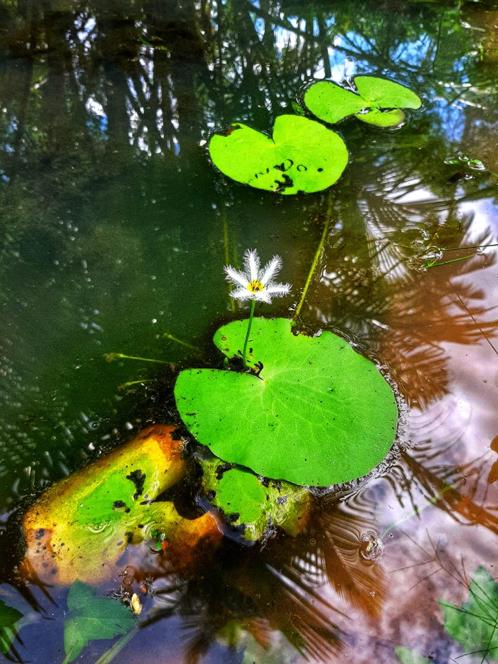 kumudu flower