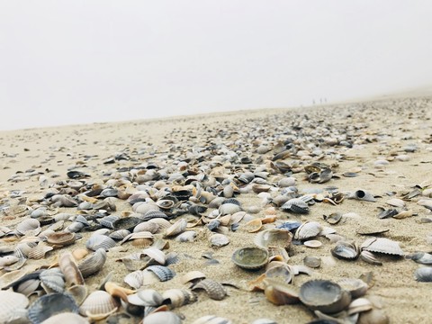 shells