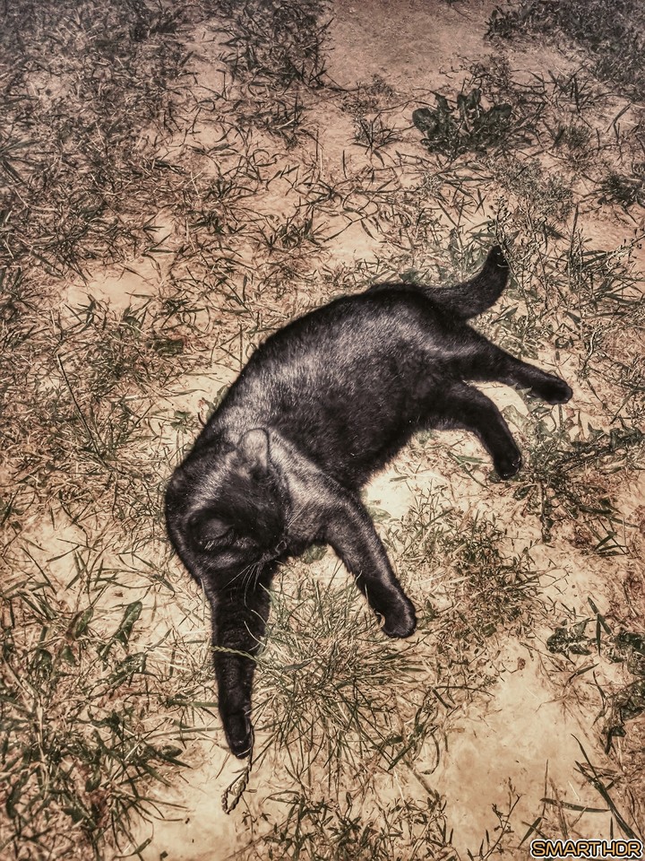 cat