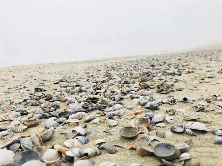 shells
