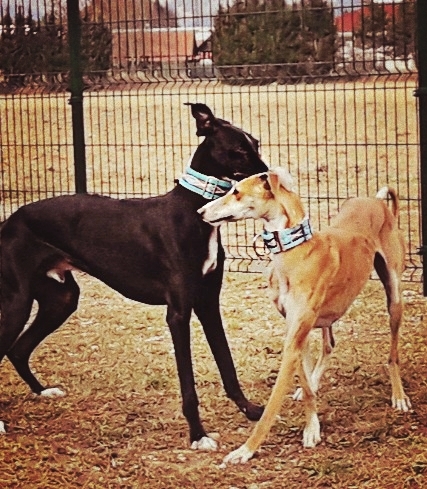 Love is in the air