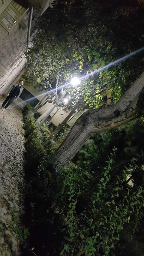 jungle, Water壁纸