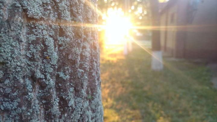 tree and sun