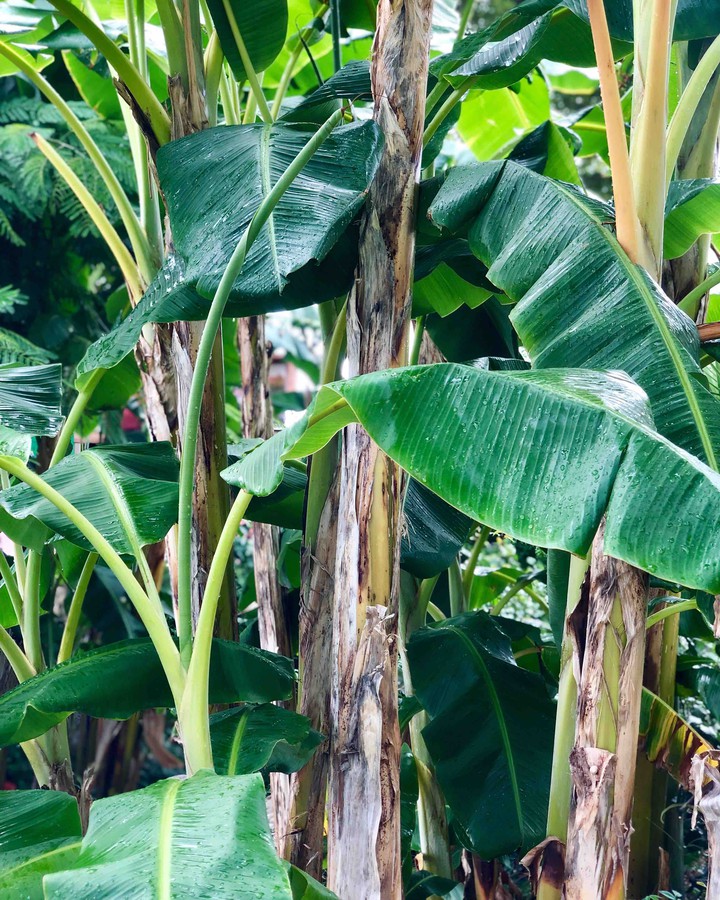 banana leaf