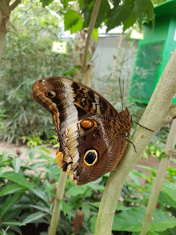 papillons = émerveillement